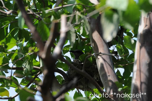 珍来者と花たち：自宅庭にて（３）