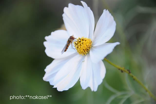 寒さに負けず咲く花　10・29撮影 (3)