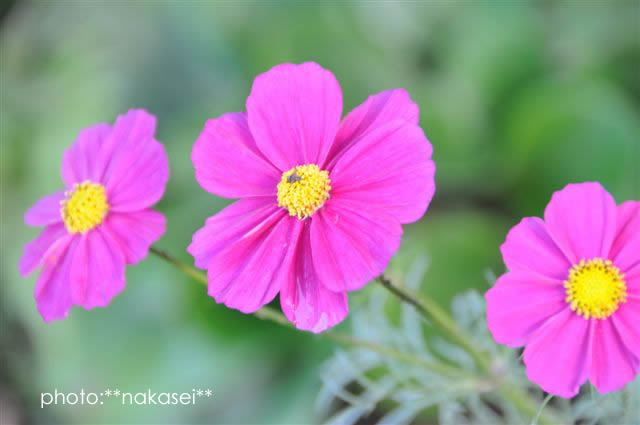 寒さに負けず咲く花　10・29撮影 (4)