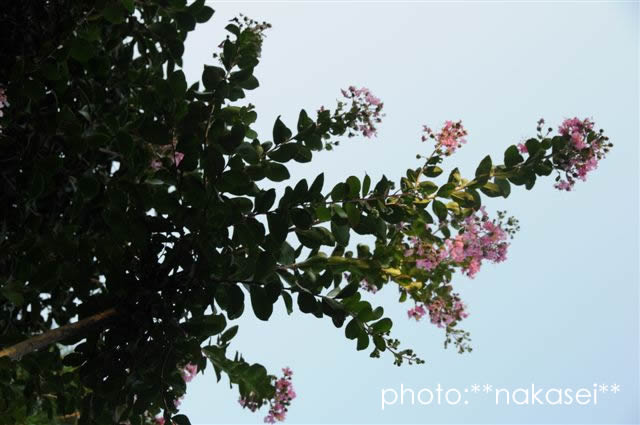 珍来者と花たち：自宅庭にて（５）