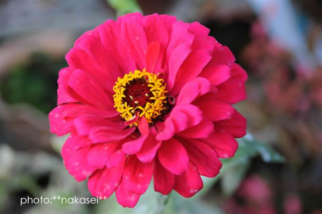 寒さに負けず咲く花　10・29撮影 (5)