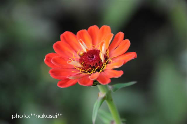 寒さに負けず咲く花　10・29撮影 (6)