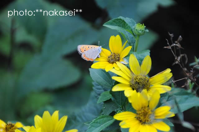 珍来者と花たち：自宅庭にて（６）