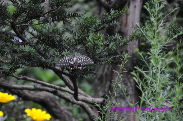 2008.7 初顔の蝶(1)