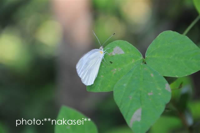 珍来者と花たち：自宅庭にて（７）