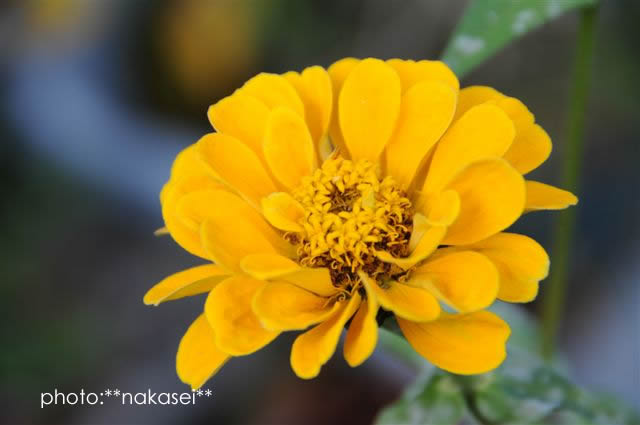 寒さに負けず咲く花　10・29撮影 (7)