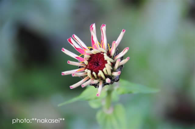 寒さに負けず咲く花　10・29撮影 (8)