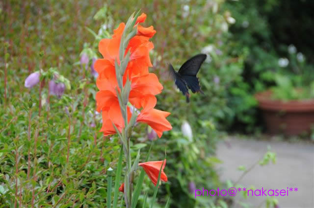 2008.7 初顔の蝶(2)