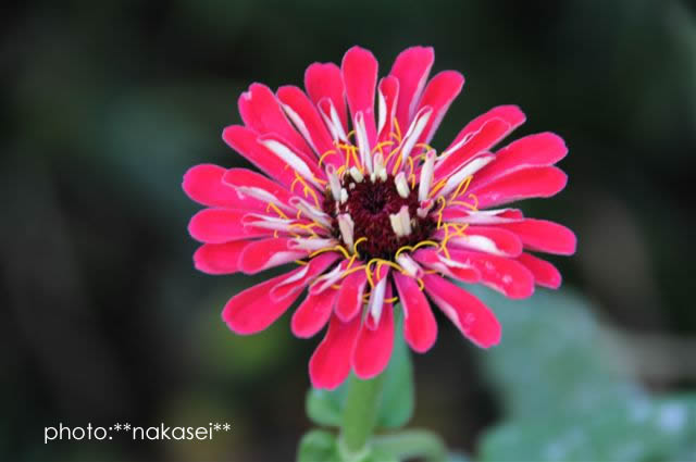 寒さに負けず咲く花　10・29撮影 (9)