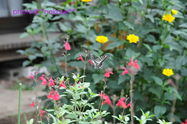 2008.7 初顔の蝶(3)