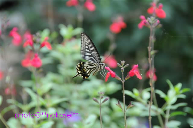 2008.7 初顔の蝶(4)