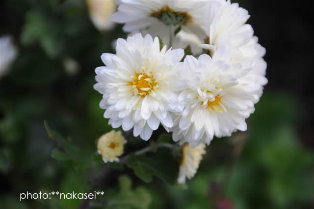 寒さに負けず咲く花　10・29撮影 (10)