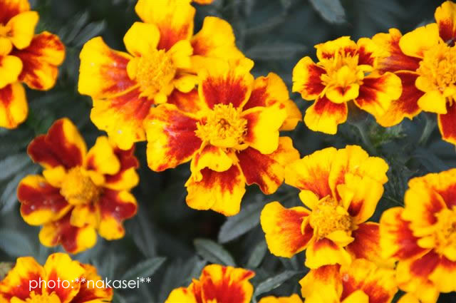 寒さに負けず咲く花　10・29撮影 (11)