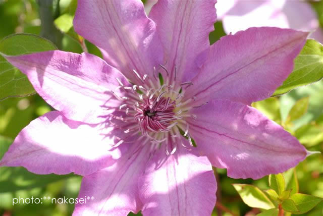 夏の思い出（１）