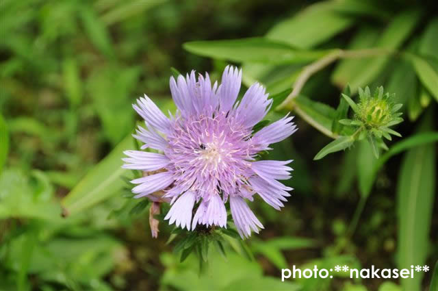 7月22日撮影　庭の花（１）