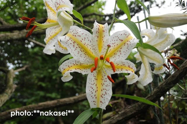 7月22日撮影　庭の花（２）