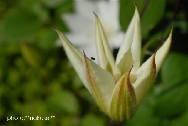 夏の思い出（３）