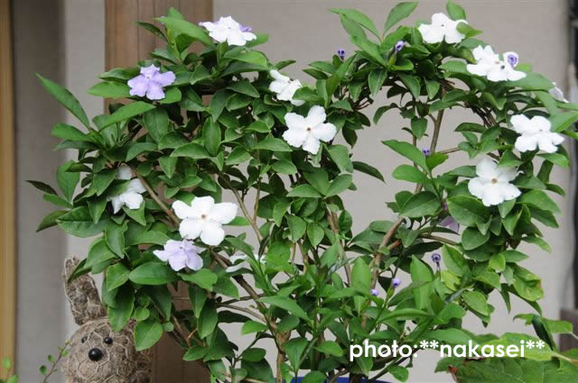 7月22日撮影　庭の花（３）