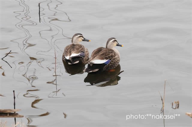 2009 2/24 撮影 羽田沼(栃木県大田原市)