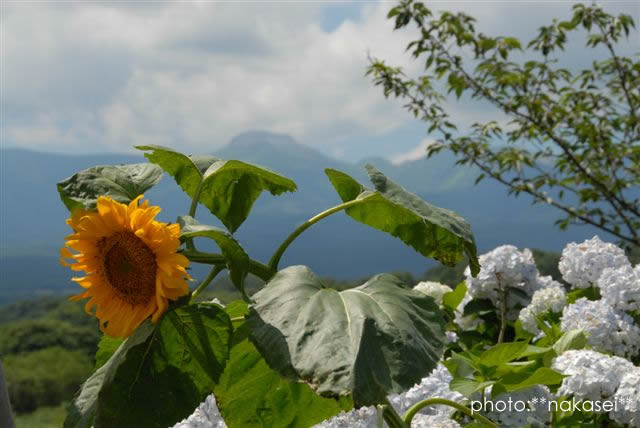 夏の思い出（５）