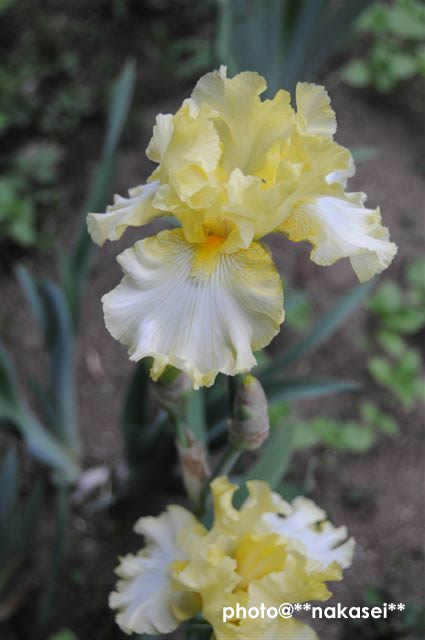 2009 5/13 自宅庭の花たち 3