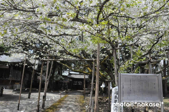  2011 5 4 「伊佐須美神社」3