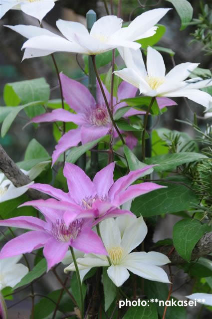 2009.5.13 自宅庭の花たち 1