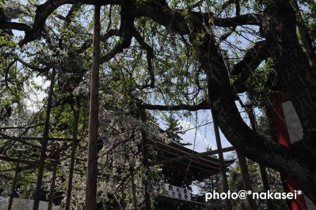 2011 5 4 「伊佐須美神社」4