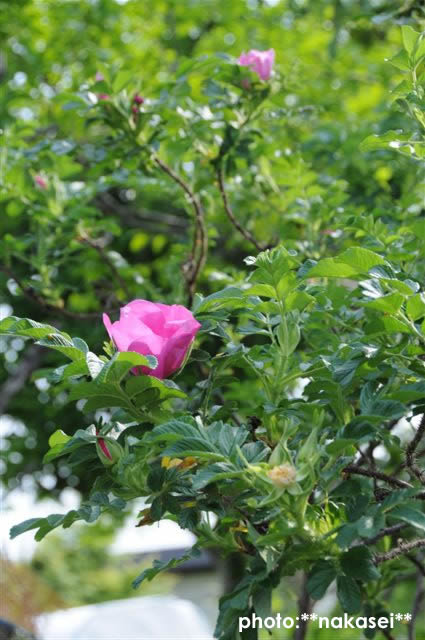 2009.5.13 自宅庭の花たち 4