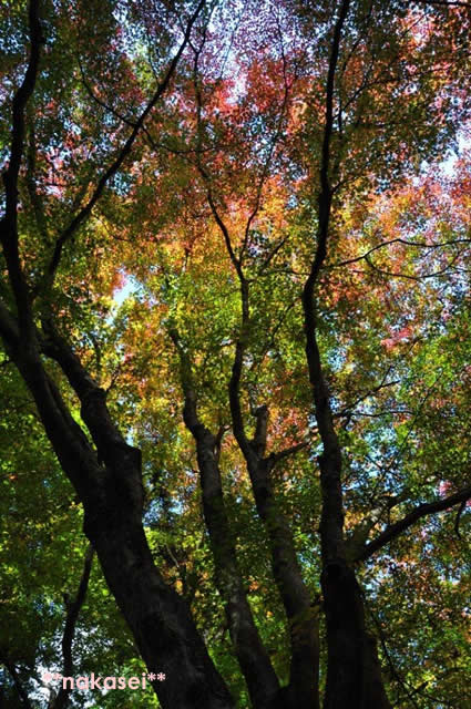 2010年11月 栃木県黒羽市「雲厳寺」紅葉 6