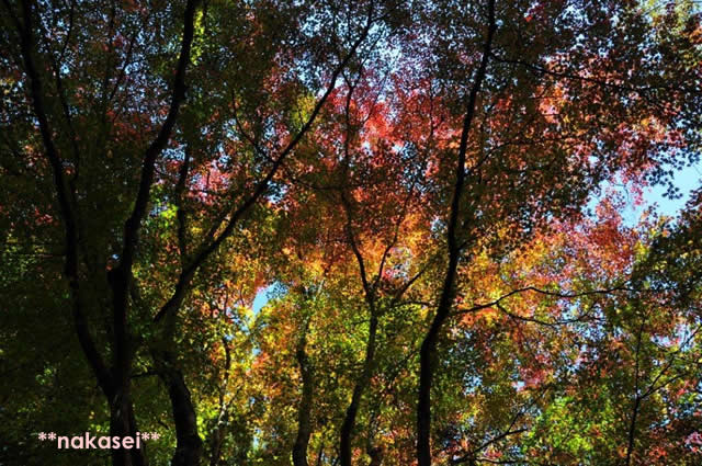 2010年11月 栃木県黒羽市「雲厳寺」紅葉 7