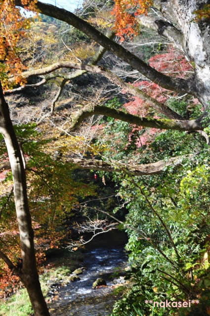 2010年11月 栃木県黒羽市「雲厳寺」紅葉 8