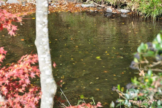 2010年11月 栃木県黒羽市「雲厳寺」紅葉 9