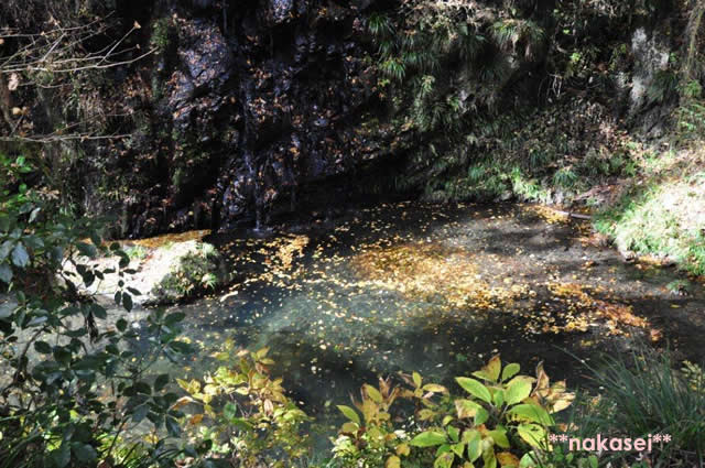 2010年11月 栃木県黒羽市「雲厳寺」紅葉 １0