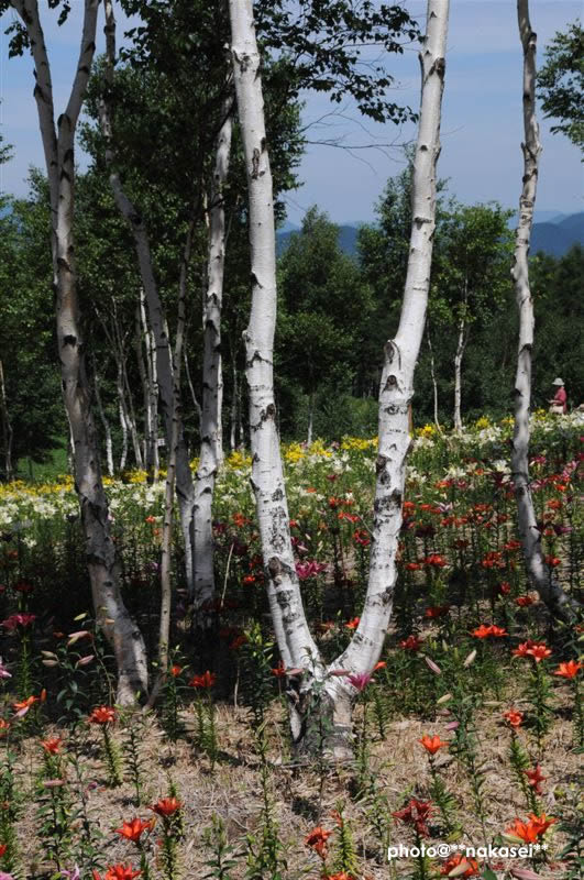 09-8-15　那須塩原市 ハンターマウンテーン(3)