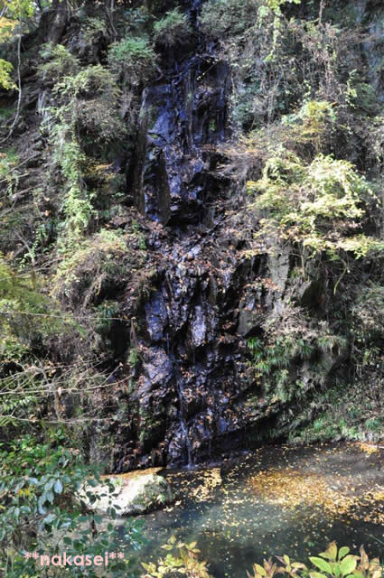 2010年11月 栃木県黒羽市「雲厳寺」紅葉 １1