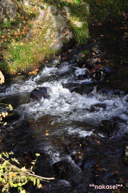 2010年11月 栃木県黒羽市「雲厳寺」紅葉 １3
