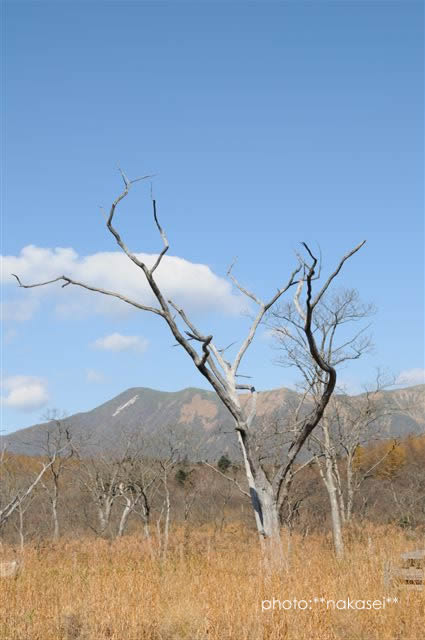 11・2撮影 沼原湿原の眺め(1)