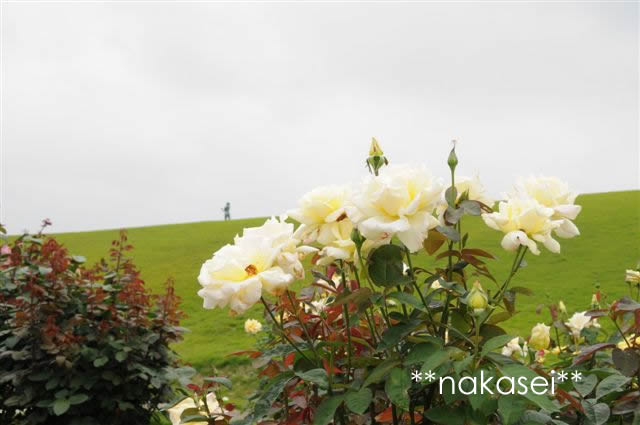 茨城フラワーパーク(1)