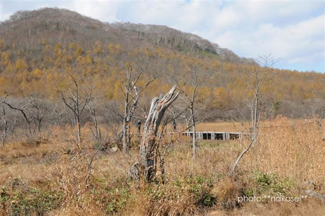 11・2撮影 沼原湿原の眺め(2)