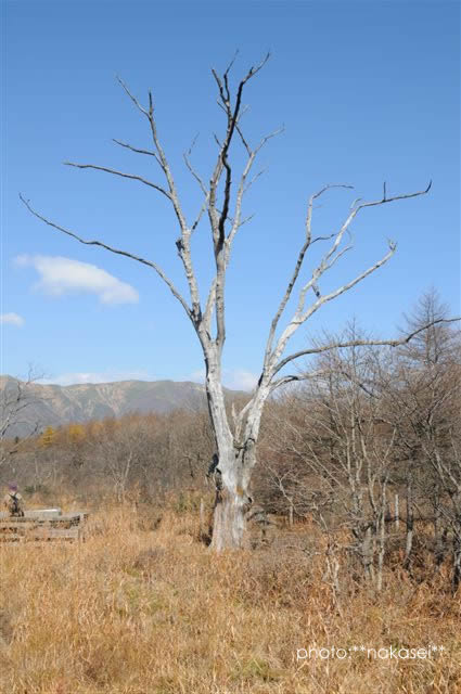 11・2撮影 沼原湿原の眺め(3)