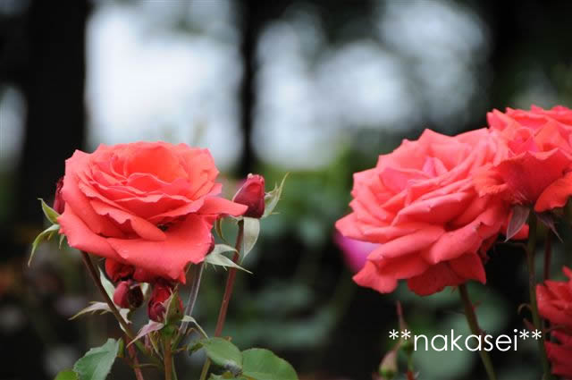 茨城フラワーパーク(2)