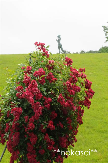 茨城フラワーパーク(3)