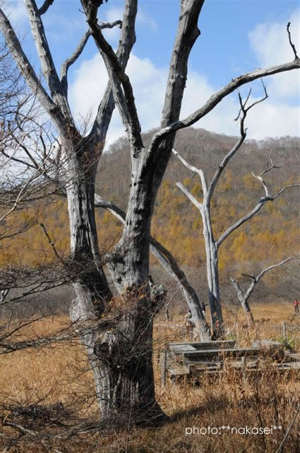 11・2撮影 沼原湿原の眺め(5)