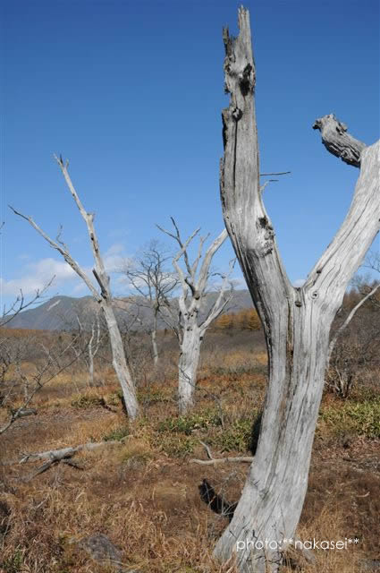 11・2撮影 沼原湿原の眺め(6)