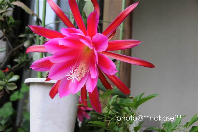 (08/6/24  7/4)自宅庭にて≪初夏の花≫１