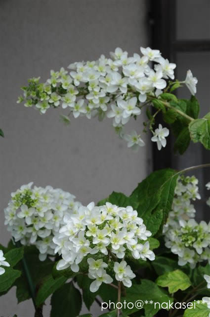 (08/6/24  7/4)自宅庭にて≪初夏の花≫２