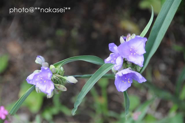 (08/6/24  7/4)自宅庭にて≪初夏の花≫３