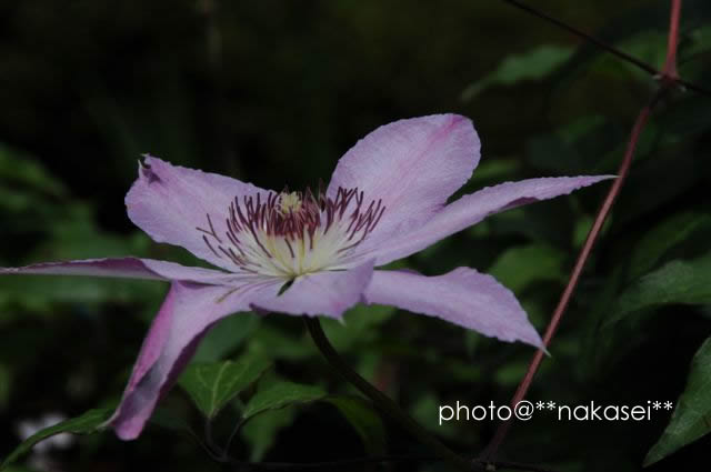 (08/6/24  7/4)自宅庭にて≪初夏の花≫４