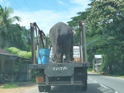 Elephant.jpg
